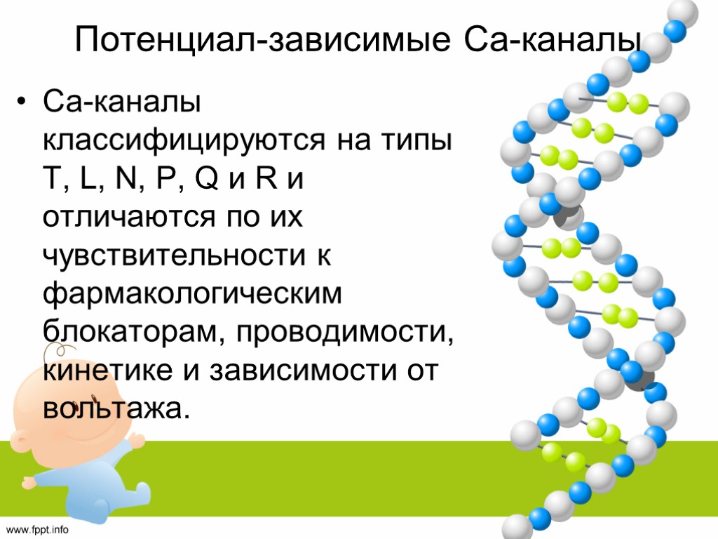 Потенциал-зависимые Ca-каналы Са-каналы классифицируются на типы T, L, N, P, Q и R и